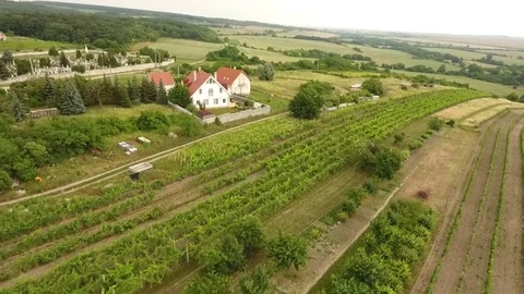 Aerial view of a vineyard Stock Footage 115926562