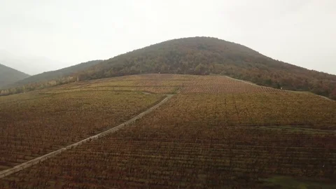 Aerial view of a vineyard Stock Footage 120366604