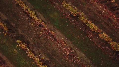 Aerial view of a vineyard 動画素材 120366630