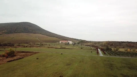 Aerial view of a vineyard Stock Footage 120418250