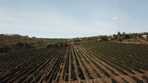 Aerial view of vineyard Stock Footage 129170613