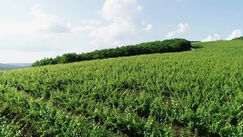 Aerial view of vineyard Stock Footage 129172467