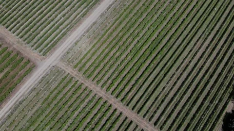 Aerial View of Vineyard Stock Footage 131975482