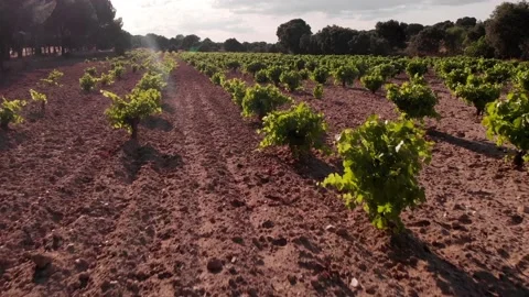 Aerial view of a vineyard Stock Footage 133121578