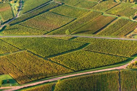 Aerial view of vineyard grape fields in Burgundy region at sunrise Stock Photos