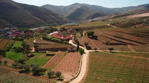 Aerial View of Vineyard, Hills, Trees, and River in Douro Valley Portugal Stock Footage 277287448