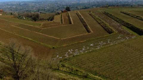 Aerial view of a vineyard on mount Etna revealing the East coast of Sicily Stock Footage 104602299