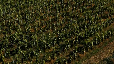 Aerial view from a vineyard on mount Etna revealing the East coast of Sicily Stock Footage 119205593