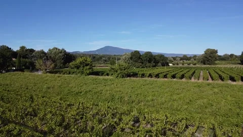 Aerial view vineyard moving towards Mont Ventoux drone Stock Footage 250248916