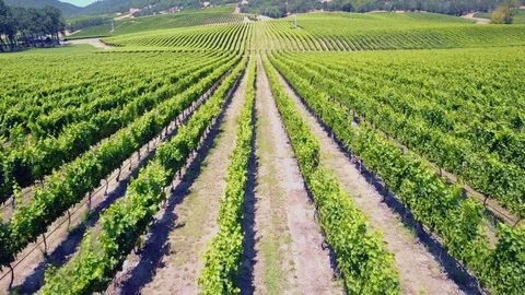 Aerial view of Vineyard at Napa Valley 4K Stock Footage