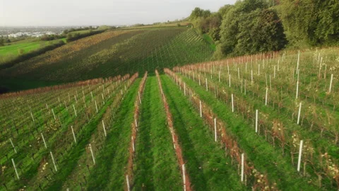 Aerial view of vineyard patterns on scenic hills Stock Footage 339436071