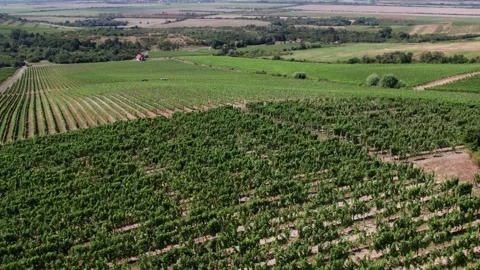 Aerial view of vineyard patterns in Tokaj wine region, Slovakia, geometric rows Stock Footage 333274686
