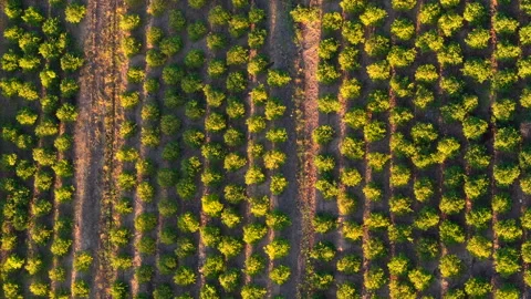 Aerial View of a Vineyard in Perfect Rows Showcasing Agricultural Precision and Stock Footage 274627066