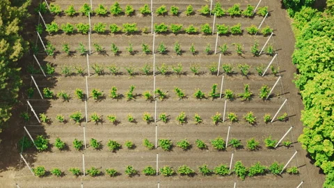 Aerial View of Vineyard Rows and Agricultural Irrigation System Stock Footage 328536224