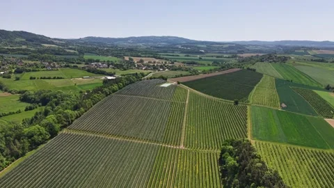 Aerial view of vineyard rows and patchwork farmland across rolling hills under Stock Footage 345286575