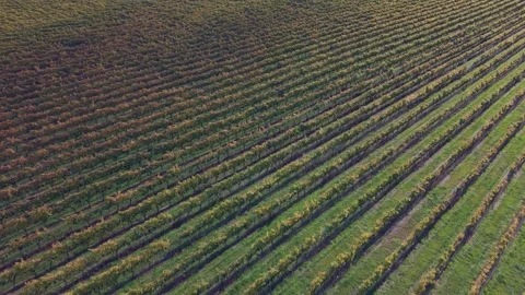 Aerial view of vineyard rows in Central Otago. Stock Footage 338375222