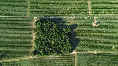 Aerial View of Vineyard Rows at Debeli Rtic Near Ankaran, Slovenia Stock Footage 344238229