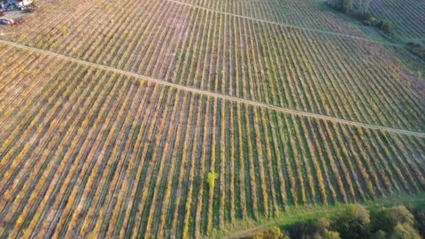 Aerial view of vineyard rows Stock Footage 289734798