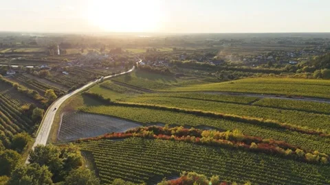 Aerial View of Vineyard Rows at Golden Hour, Vistula Valley Poland Stock Footage 333477527