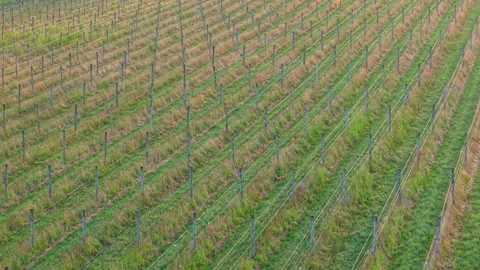 Aerial View of Vineyard Rows on Hillside at Golden Hour Stock-Footage 325832408