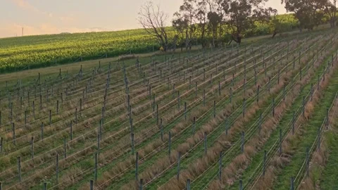 Aerial View of Vineyard Rows on Hillside at Golden Hour Stock Footage 325832528
