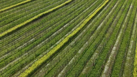 Aerial view of vineyard rows in Rioja Alavesa, Spain. Stock Footage 332703711