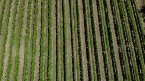 Aerial View of Vineyard Rows in Rural Agricultural Landscape Video stock 342122535