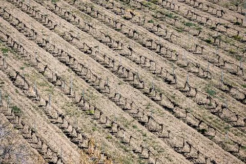 Aerial view of vineyard rows in spring Stock Photos