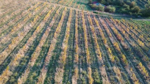 Aerial view of vineyard rows at sunset Stock Footage 289733238