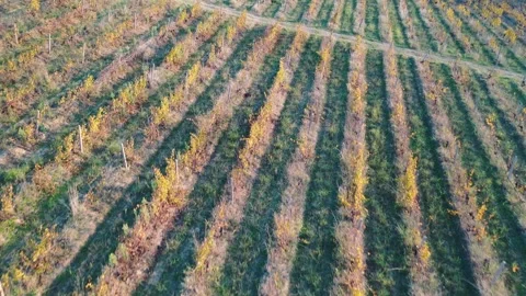 Aerial view of vineyard rows at sunset Stock Footage 289733699