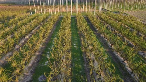 Aerial view of vineyard rows at sunset, agricultural landscape in Spain Stock Footage 331662892