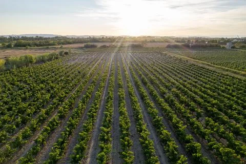 Aerial view of vineyard rows at sunset near Narbonne Фото