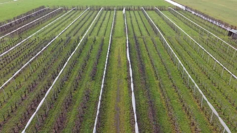 Aerial View Of Vineyard Rows With Trellis Supports, Neat Linear Vines And Stock Footage 333284639