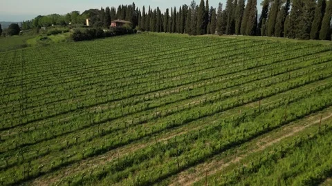 Aerial view of vineyard with rows of vines, trees Stock Footage 276262937