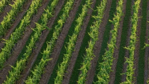 Aerial View of Vineyard Rows in Warm Golden Light Video stock 325832430