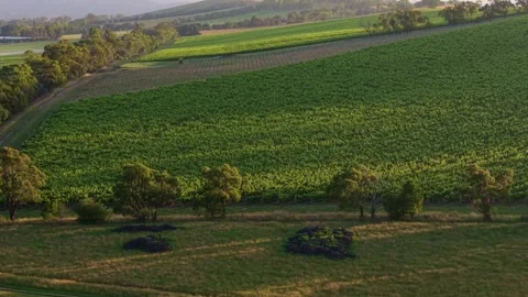 Aerial View of Vineyard Rows in Warm Golden Light Stock Footage 325832437