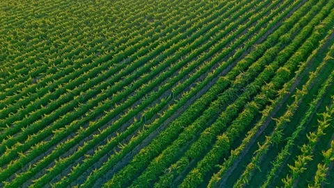 Aerial View of Vineyard Rows in Warm Golden Light Stock Footage 325832529