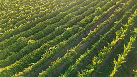 Aerial View of Vineyard Rows in Warm Golden Light 스톡 동영상 325832538