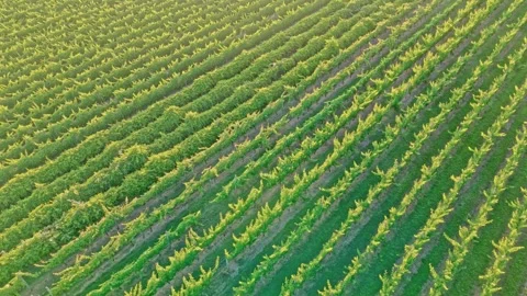 Aerial View of Vineyard Rows in Warm Golden Light Video stock 325832540