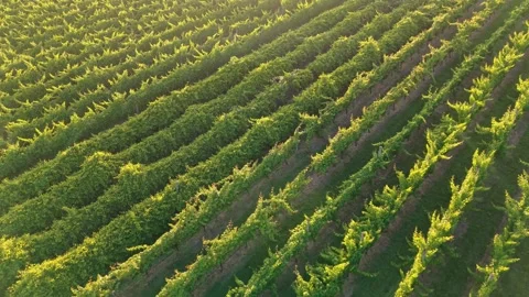 Aerial View of Vineyard Rows in Warm Golden Light Stock Footage 325832541