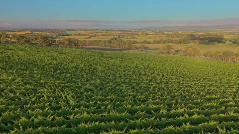 Aerial View of Vineyard Rows in Warm Golden Light Video stock 325832576