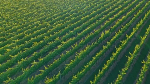 Aerial View of Vineyard Rows in Warm Golden Light Stock Footage 325832756