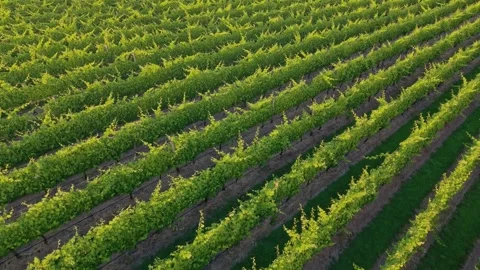Aerial View of Vineyard Rows in Warm Golden Light Video stock 325832787