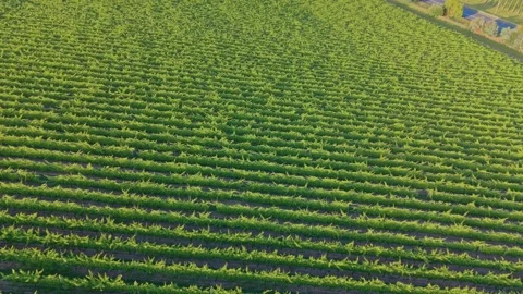 Aerial View of Vineyard Rows in Warm Golden Light Stock Footage 325832829