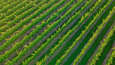 Aerial View of Vineyard Rows in Warm Golden Light Stock Footage 325832860