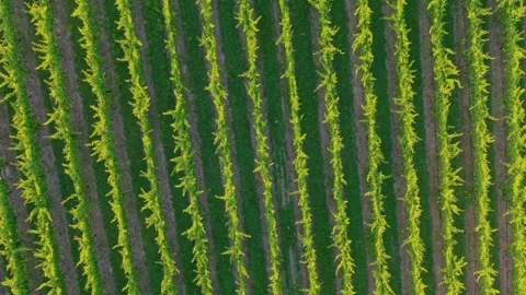 Aerial View of Vineyard Rows in Warm Golden Light Stock Footage 325832899