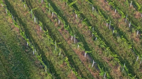 Aerial View of Vineyard Rows in Winery Field at Golden Hour Stockbeeldmateriaal 325833442