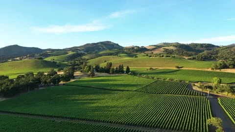 Aerial view of vineyard, Sonoma California Stock Footage