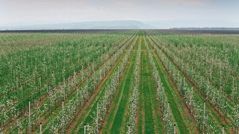 Aerial View Of Vineyard In Spring Stock-Footage 88693727