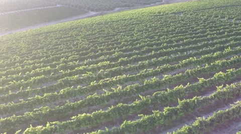 Aerial view of vineyard at sun set Video stock 54099725